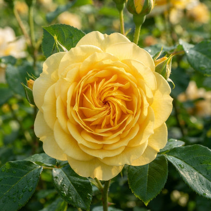 Yellow Rose Flower Seeds - Yellow Rose Flower Seeds for Garden