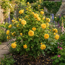 Peach Rose Flower Seeds - Peach Rose Flower Seeds for Garden