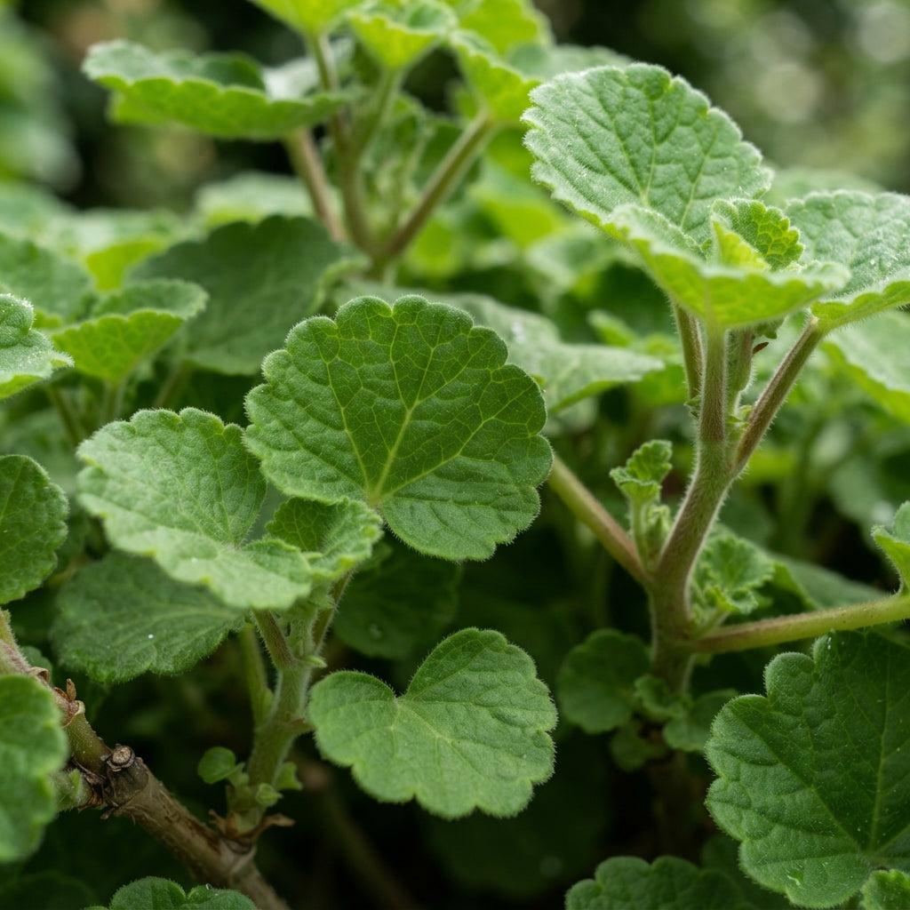 Yellow Japanese Rosebud Pelargonium Geranium Seeds for Planting