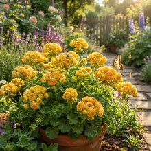 Yellow Japanese Rosebud Pelargonium Geranium Seeds for Planting