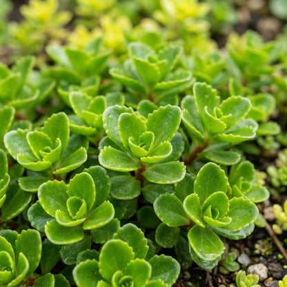 Yellow Sedum Kamtschaticum Seeds for Garden and Pots