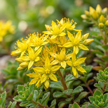 Yellow Sedum Kamtschaticum Seeds for Garden and Pots