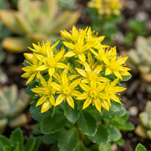 Yellow Sedum Kamtschaticum Seeds for Garden and Pots