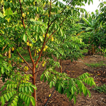 Yellow Star Fruit (Averrhoa carambola) Seeds for Planting