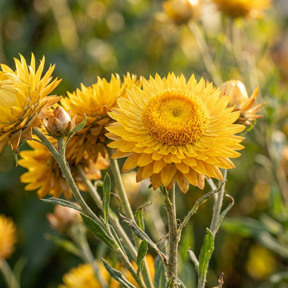 Yellow Strawflower Seeds – Long-Lasting Golden Blooms