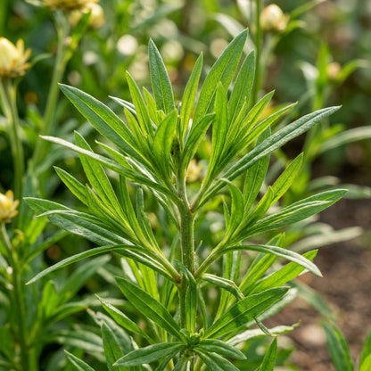 Yellow Strawflower Seeds – Long-Lasting Golden Blooms