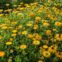 Yellow Summer Flower Mix Seeds For Planting