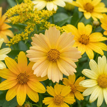 Yellow Summer Flower Mix Seeds For Planting