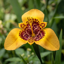 Tigridia Pavonia Yellow Flower Seeds
