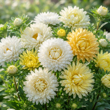 Yellow White Aster Flower Seeds - Aster Flower Seeds for Garden