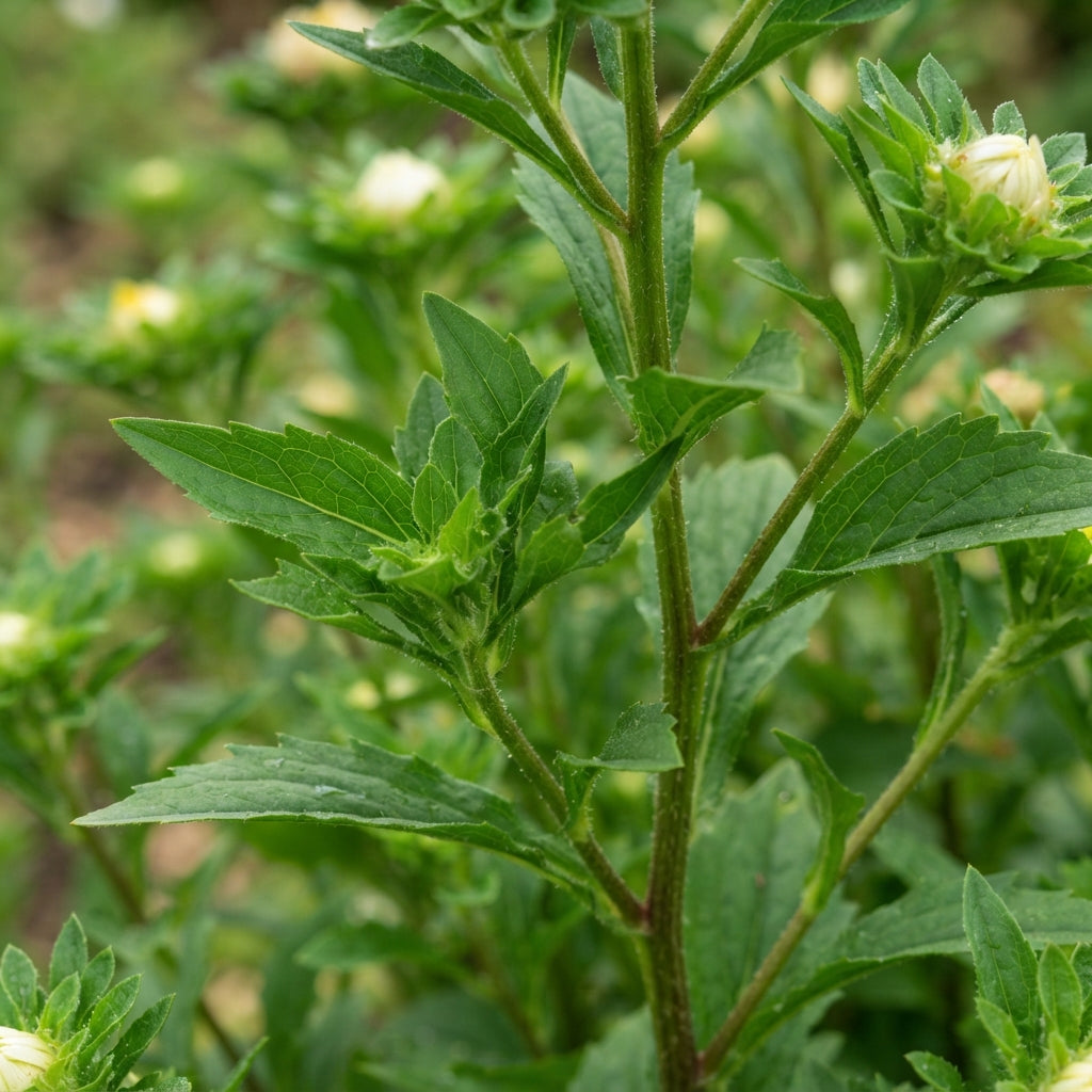 Yellow White Aster Flower Seeds - Aster Flower Seeds for Garden
