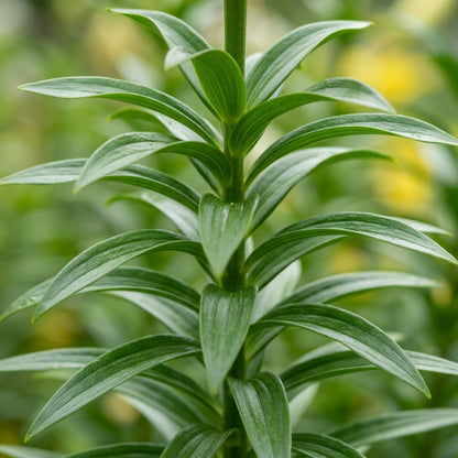 Yellow Mixed White Lily Flower Seeds for Garden Planting