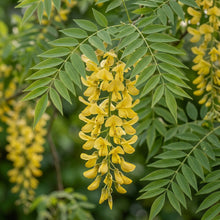 Yellow Wisteria sinensis Seeds for Planting