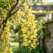 Yellow Wisteria sinensis Seeds for Planting
