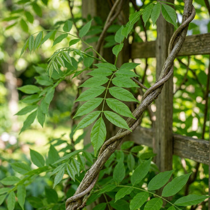 Yellow Wisteria sinensis Seeds for Planting
