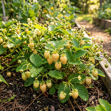 Yellow Wonder Alpine Strawberry Seeds for Planting