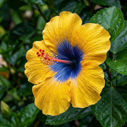 Yellow and Blue Hibiscus Flower Seeds for Planting