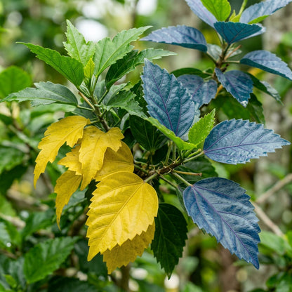 Yellow and Blue Hibiscus Flower Seeds for Planting
