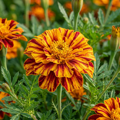 Yellow & Red Striped Bicolor Marigold Seeds for Planting