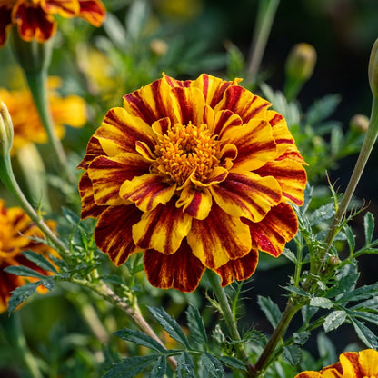 Yellow & Red Striped Bicolor Marigold Seeds for Planting