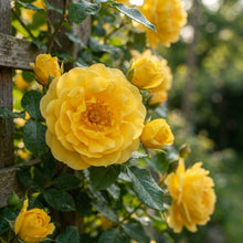 Yellow Climbing Rose Flower Seeds for Planting