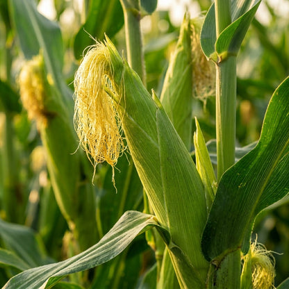 Yellow Sweet Corn Seeds – Garden Vegetable Corn