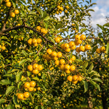 Yellow Crabapple Seeds for Planting