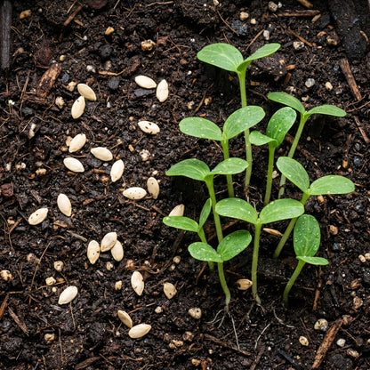 Yellow Cucumber Dosakaya Seeds – Cucumber Seeds for Home Garden