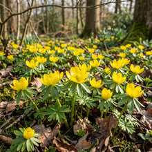 Eranthis Hyemalis Buttercup-Like Flowers Seeds for Garden Planting