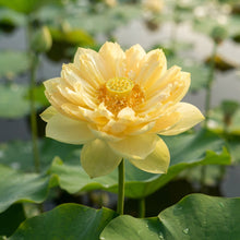 Yellow Lotus Flower Seeds for Planting