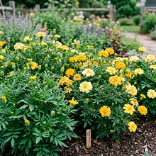 Mellow Yellow Mix Flower Seeds For Planting
