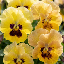 Yellow Mixed Pansy Seeds For Planting