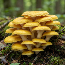 Yellow Mushroom Vegetable Seeds