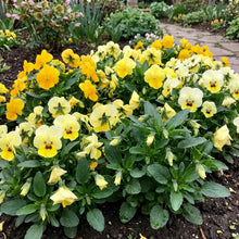 Yellow Mixed Pansy Seeds For Planting