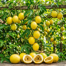 Passion Fruit Yellow Flavicarpa Seeds for Planting – Tropical Vine Fruit Seeds for Home Gardening
