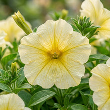 Light Yellow Petunia Seeds for Garden Planting
