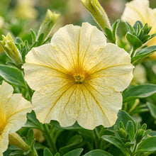 Light Yellow Petunia Seeds for Garden Planting