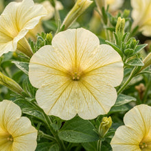 Creamy Yellow Petunia Seeds For Planting