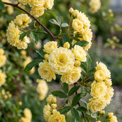Rosa banksiae (Lady Banks Yellow Rose) Seeds for Planting