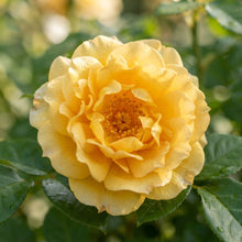 Yellow Rose Flower Seeds for Planting