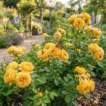 Yellow Rose Flower Seeds for Planting