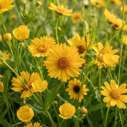 Ole Yeller Wildflower Mix Seeds for Planting