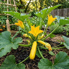 F1 Hybrid Yellow Beauty Zucchini Seeds – Zucchini Seeds for Planting