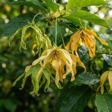 Cananga Odorata Ylang Ylang Flower Seeds for Planting