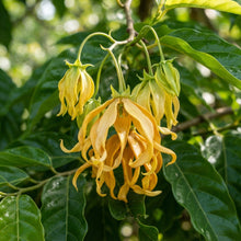 Cananga Odorata Ylang Ylang Flower Seeds for Planting