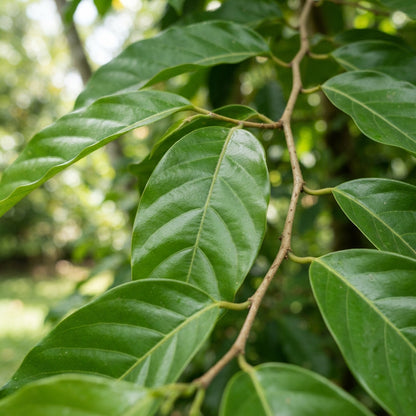 Cananga Odorata Ylang Ylang Flower Seeds for Planting