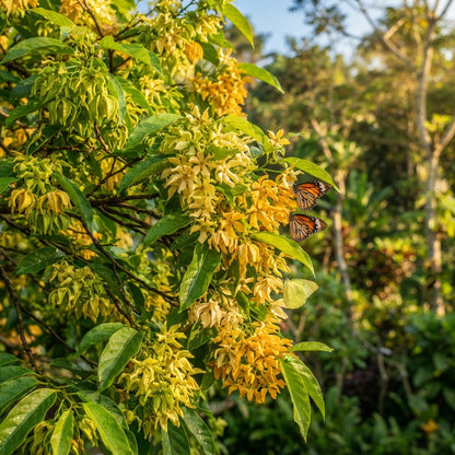 Cananga Odorata Ylang Ylang Flower Seeds for Planting