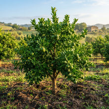 Bergamot Orange Seeds for Planting
