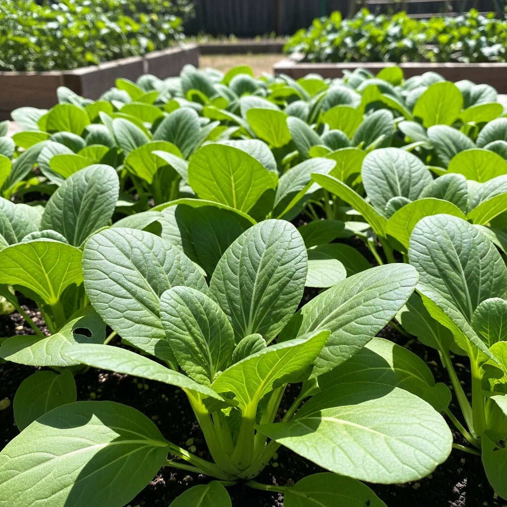 Shanghai Green Bok Choy Seeds for Vegetable Garden Planting
