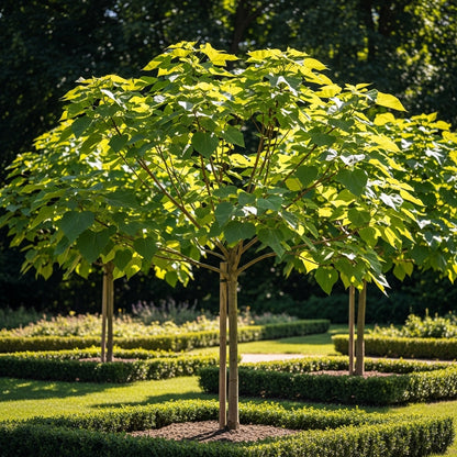 Chinese Catalpa Tree Seeds for Outdoor Garden Landscapes